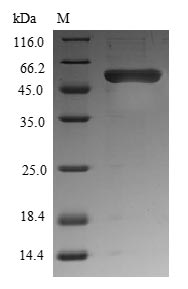 Xenopus wnt8 protein