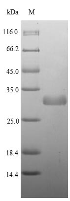 Bacteria plcA protein