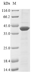 Bacteria nifH1 protein
