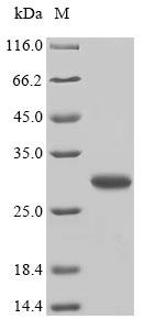 Animal DERP6 protein