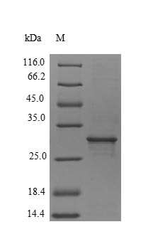 Virus Apium graveolens Major allergen Api g 1, isoallergen 1 protein