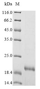 Porcine PMAP23 protein