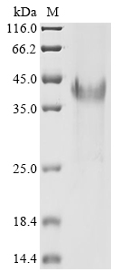 Fungi HWP1 protein