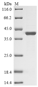 Bacteria Plasmodium falciparum Plasmepsin-1 protein