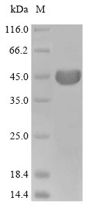 Hamster ACTB protein
