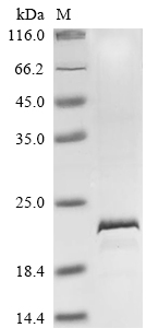 Human TDGF1P3 protein