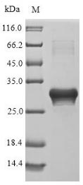 Plant LTP2 protein