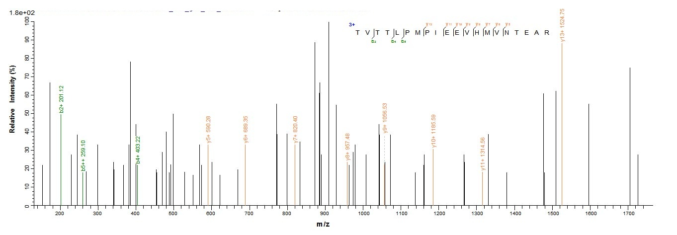 Virus gB protein