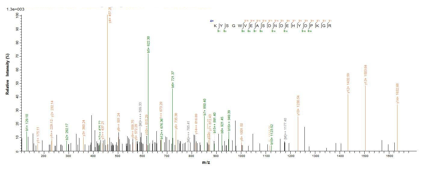 E. coli ompT protein