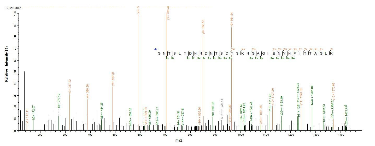 E. coli ompT protein