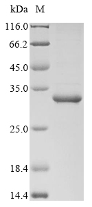 Bacteria isaA protein