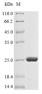 Fish X Outer capsid protein VP4 protein
