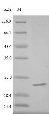 Animal Heteroscodra maculata Delta-theraphotoxin-Hm1a protein