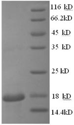 Human PPIA protein