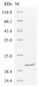 Human PPIA protein