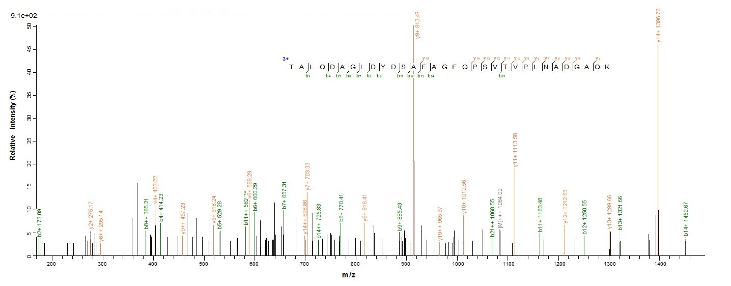 Bacteria MAP_1030 protein