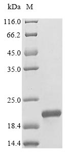 Rat Ins1 protein