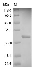 Human HLA-DQB1 protein