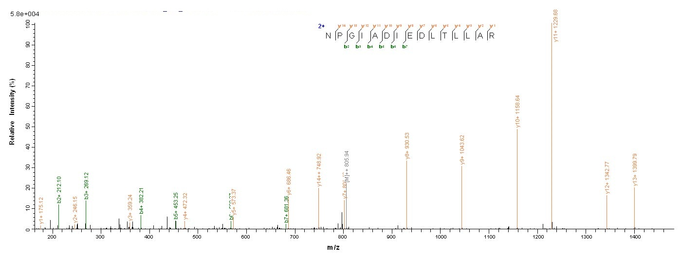 Virus NP protein
