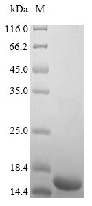 Human IGF1 protein