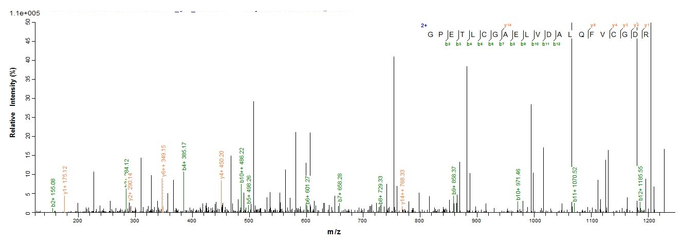 Human IGF1 protein