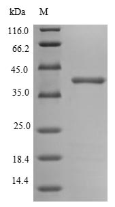 E. coli ompC protein