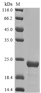 Bacteria tfpQ protein