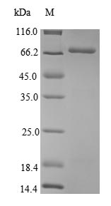 Bacteria VIRE2 protein