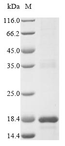 Bacteria epiA protein