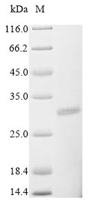 Virus A Non-structural glycoprotein 4 protein