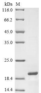 Mouse Lyz2 protein