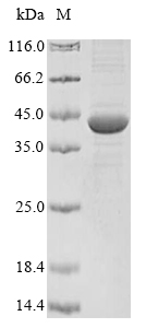 Bacteria toxR protein