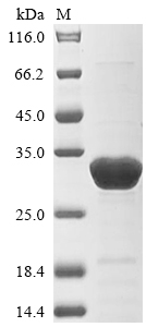 Plant Eisenia foetida Lysenin-related protein 2 protein