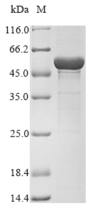 Bacteria aroA protein