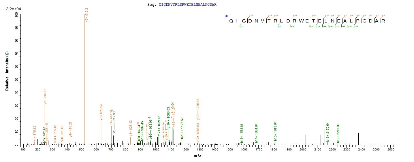 Bacteria bla protein