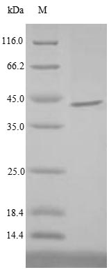 E. coli coaE protein