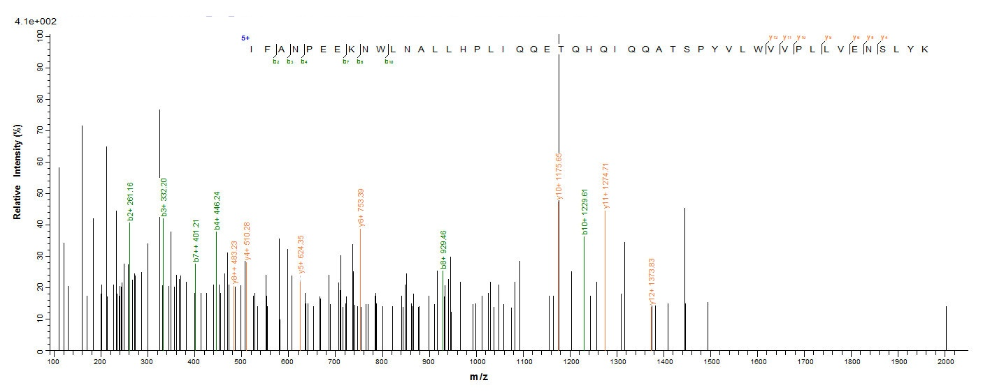 E. coli coaE protein