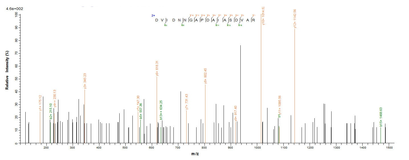 E. coli coaE protein