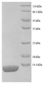E. coli rpmA protein