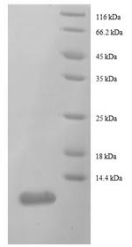 E. coli rpmC protein