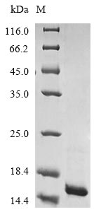 E. coli clpS protein