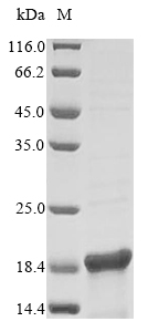E. coli hns protein