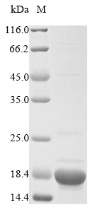 E. coli ydhR protein