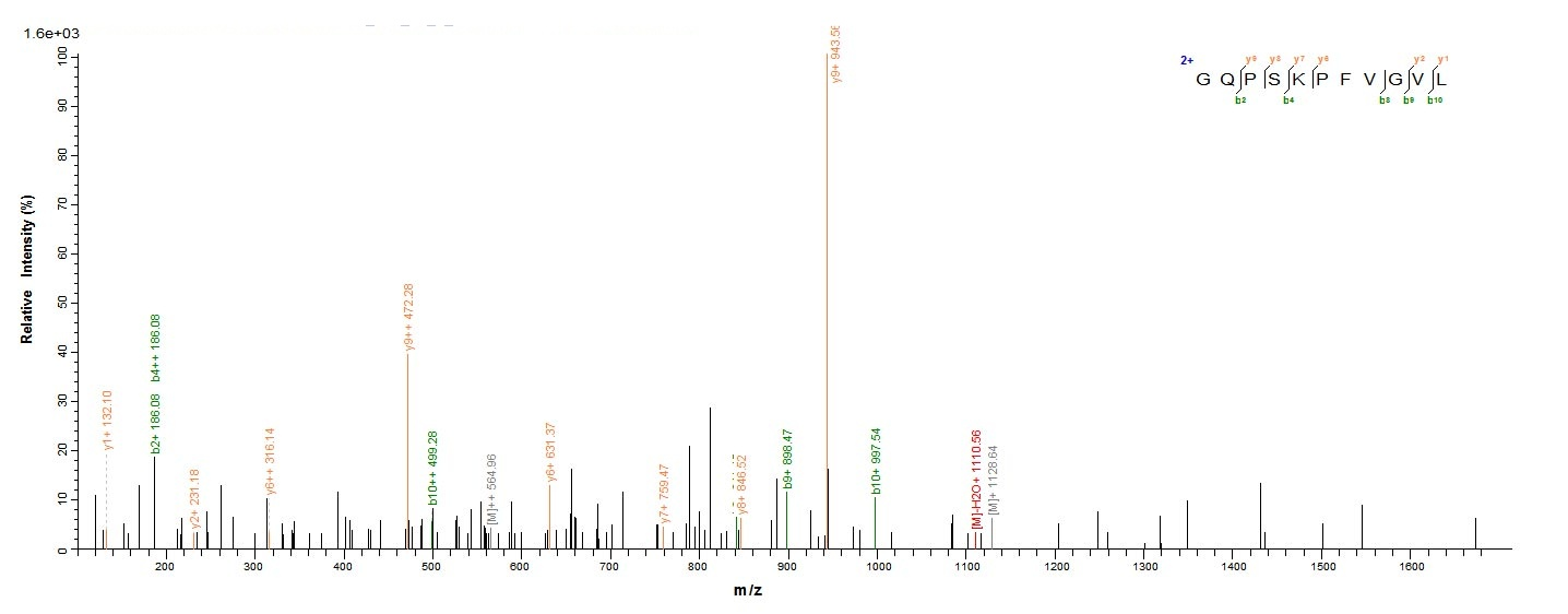 E. coli malE protein