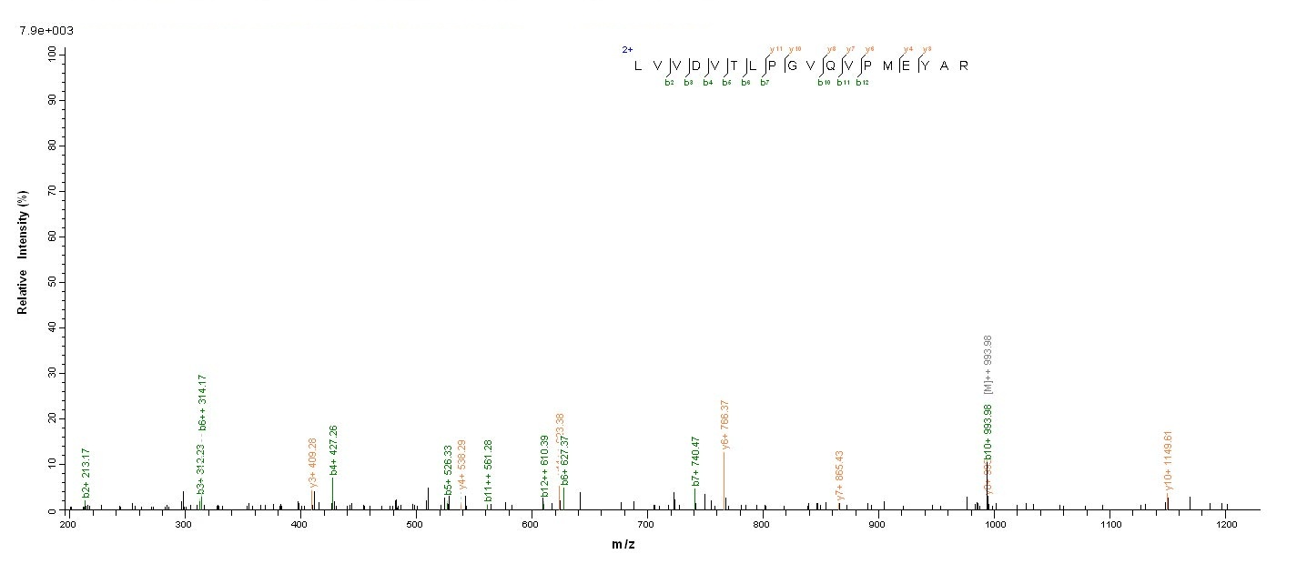 E. coli sspB protein