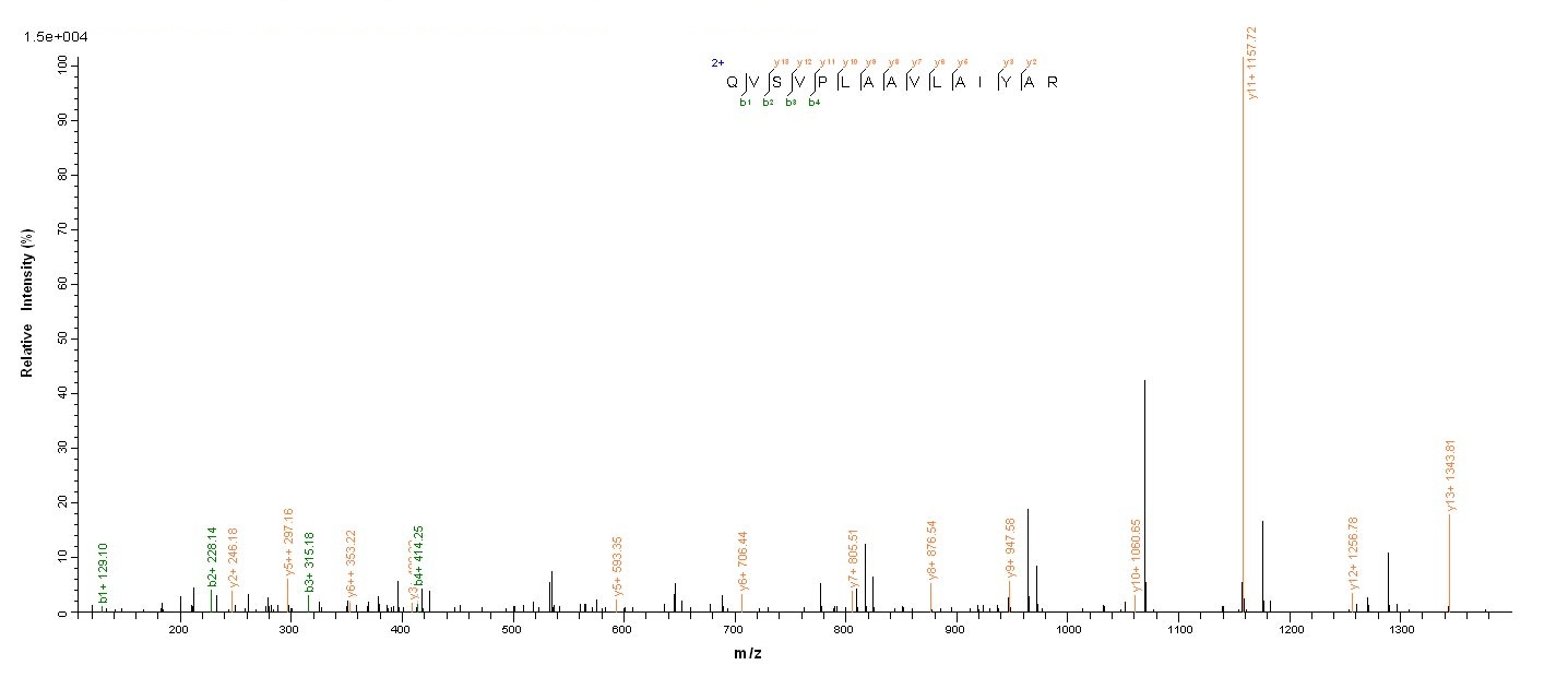 E. coli sspB protein
