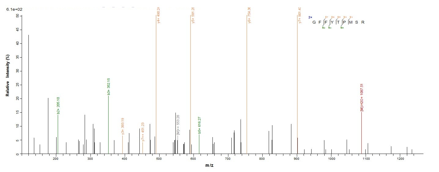 Mouse Ins2 protein