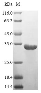 Human HLA-DRA protein