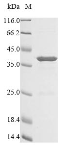 E. coli cea protein
