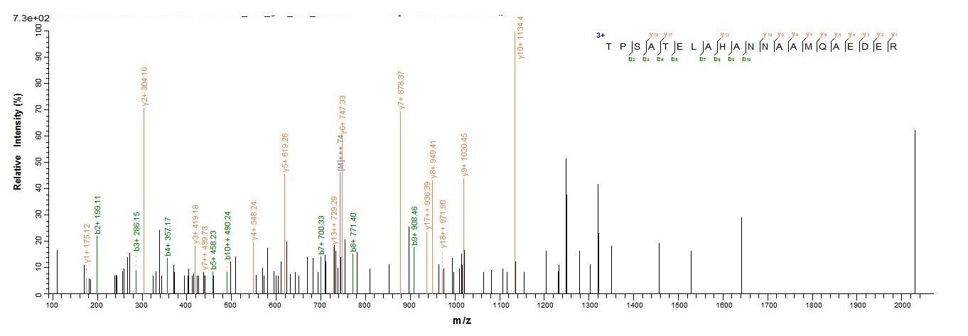 E. coli cea protein